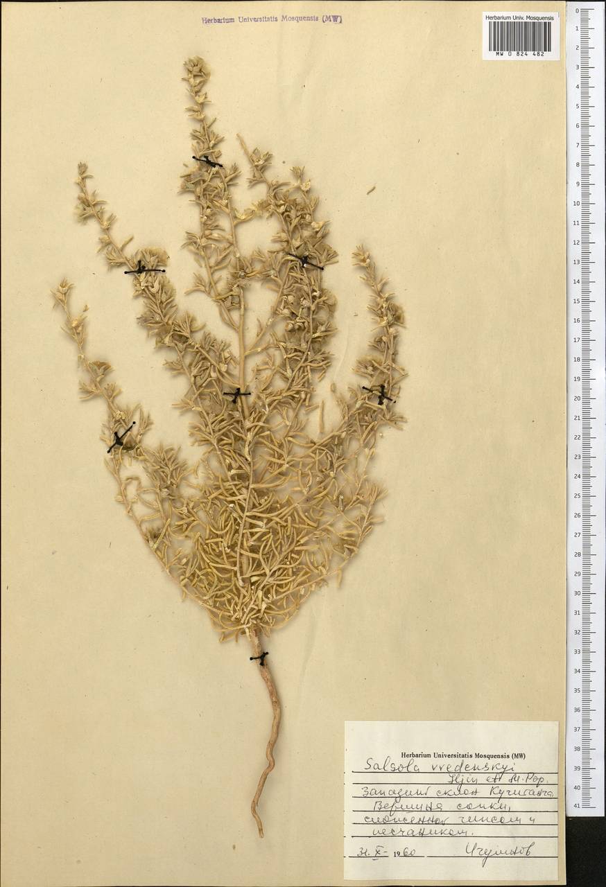 Kaviria vvedenskyi (Iljin & Popov) Akhani, Middle Asia, Pamir & Pamiro-Alai (M2) (Turkmenistan)