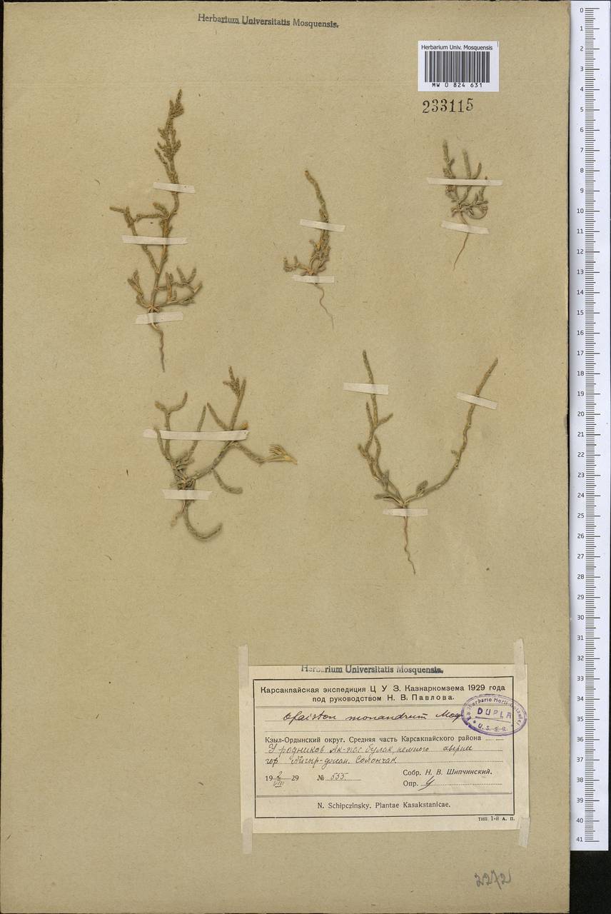 Ofaiston monandrum (Pall.) Moq., Middle Asia, Muyunkumy, Balkhash & Betpak-Dala (M9) (Kazakhstan)