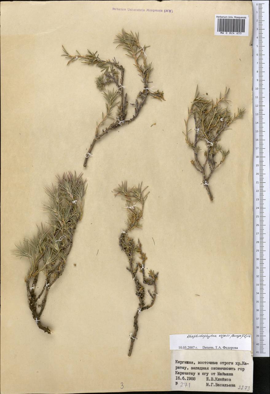Rhaphidophyton regelii (Bunge) Iljin, Middle Asia, Western Tian Shan & Karatau (M3) (Kyrgyzstan)