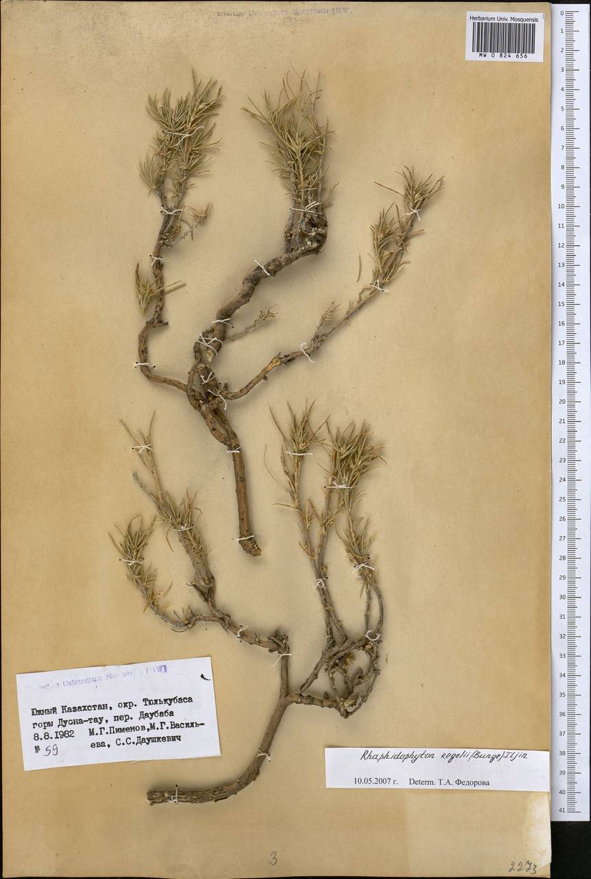 Rhaphidophyton regelii (Bunge) Iljin, Middle Asia, Western Tian Shan & Karatau (M3) (Kazakhstan)