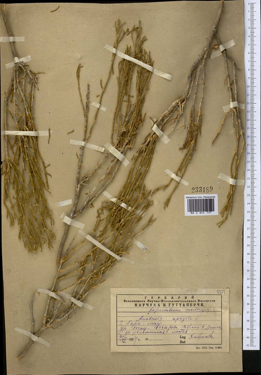 Anabasis aphylla L., Middle Asia, Western Tian Shan & Karatau (M3) (Kazakhstan)