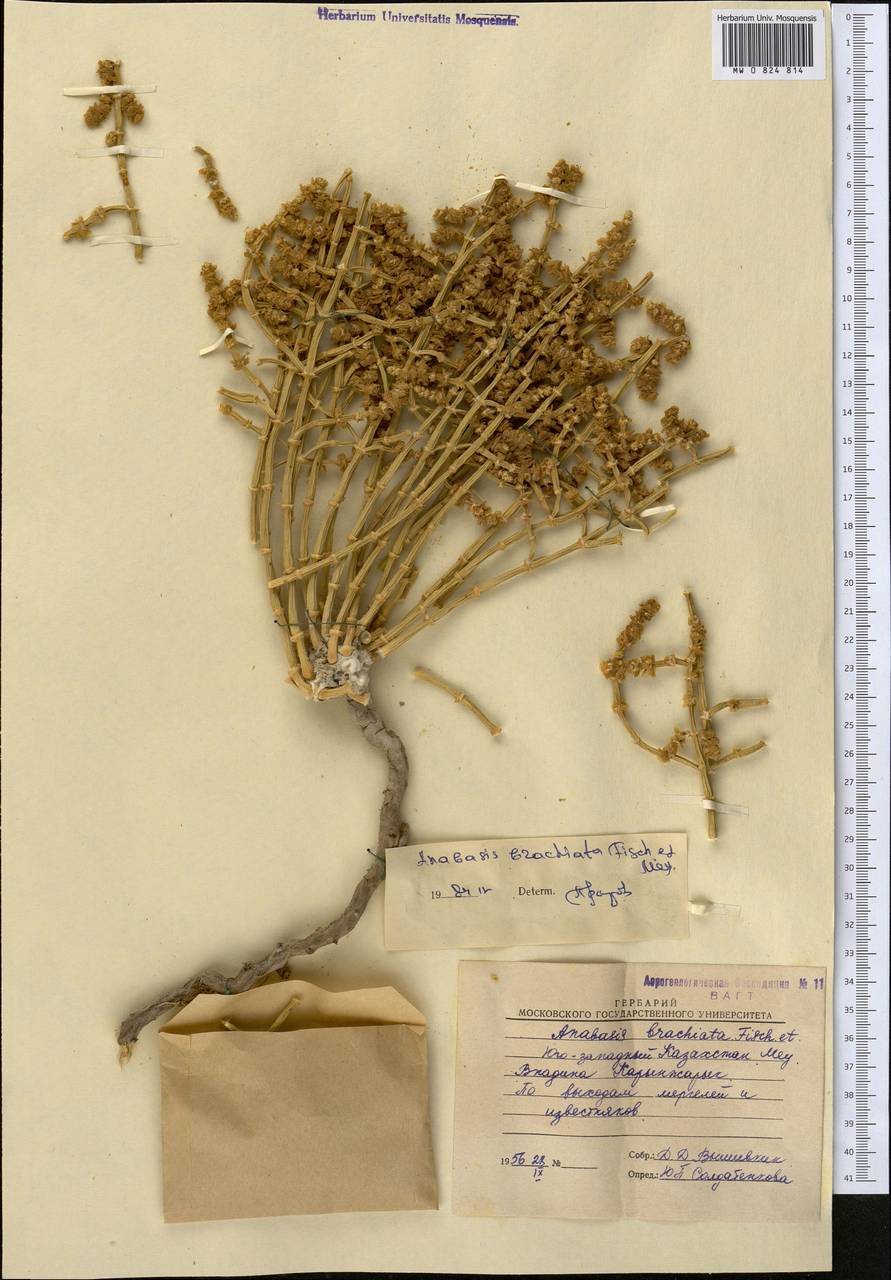 Anabasis brachiata Fisch. & C. A. Mey. ex Kar. & Kir., Middle Asia, Caspian Ustyurt & Northern Aralia (M8) (Kazakhstan)