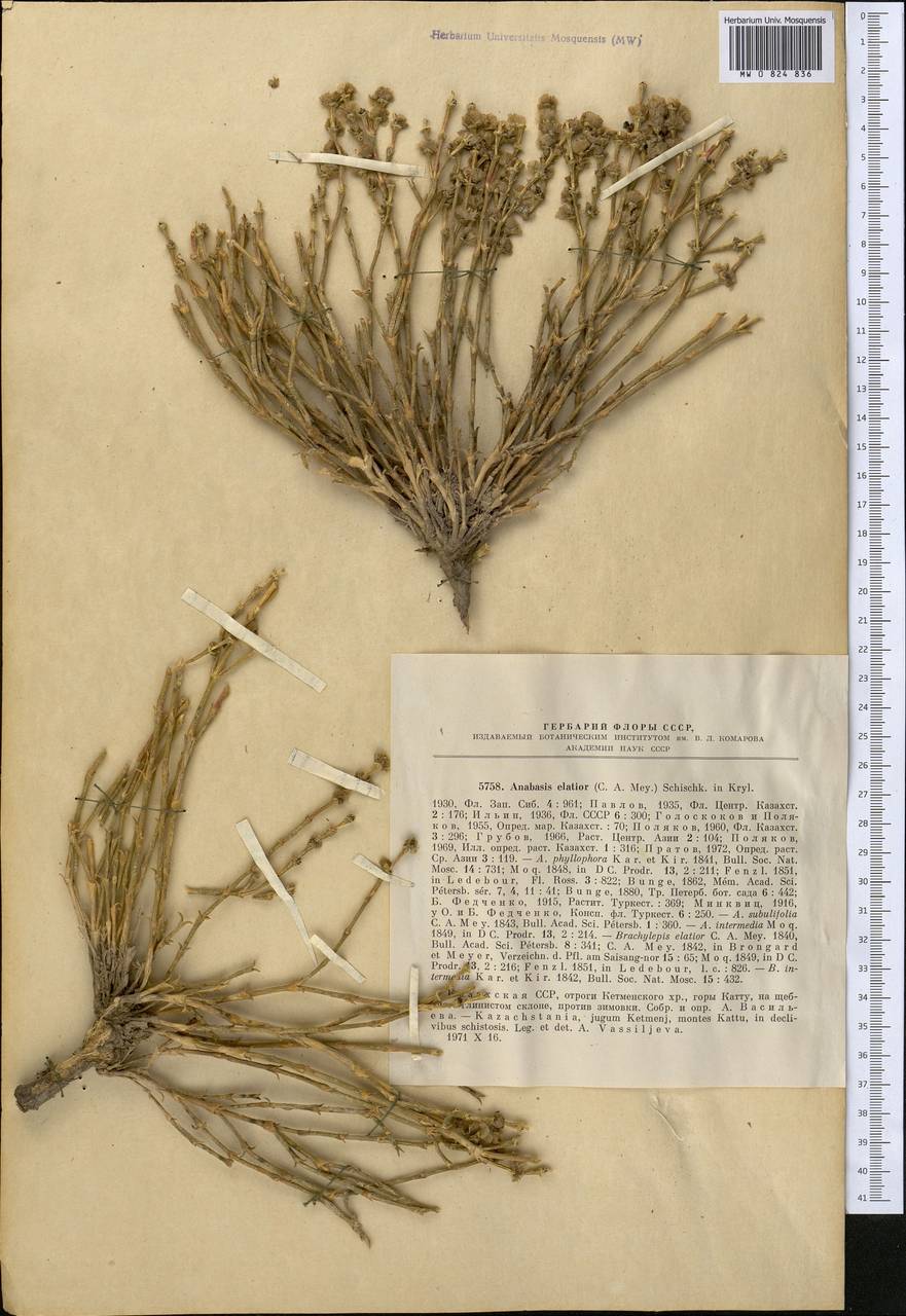 Anabasis elatior (C. A. Mey.) Schischk., Middle Asia, Northern & Central Tian Shan (M4) (Kazakhstan)