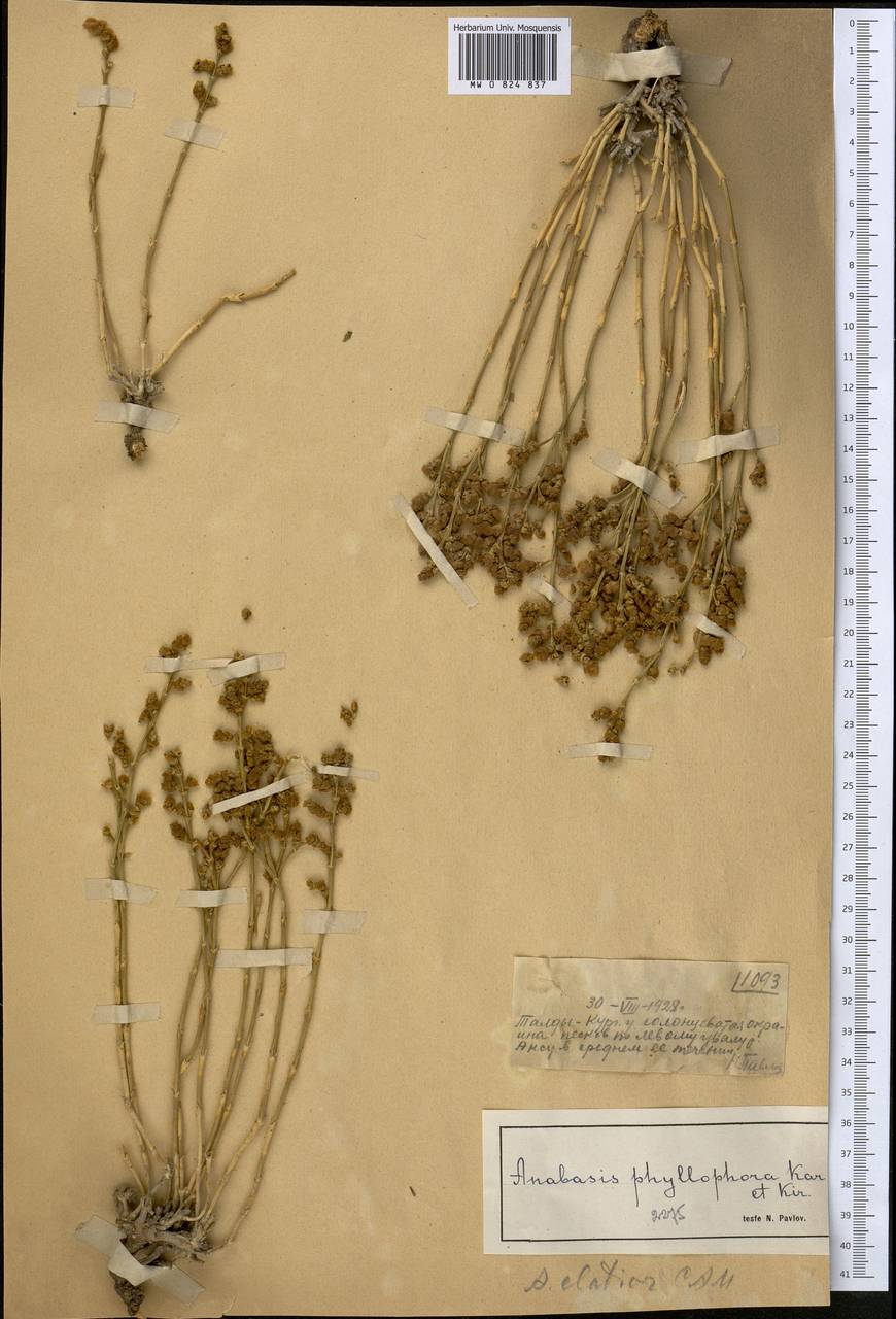 Anabasis elatior (C. A. Mey.) Schischk., Middle Asia, Muyunkumy, Balkhash & Betpak-Dala (M9) (Kazakhstan)