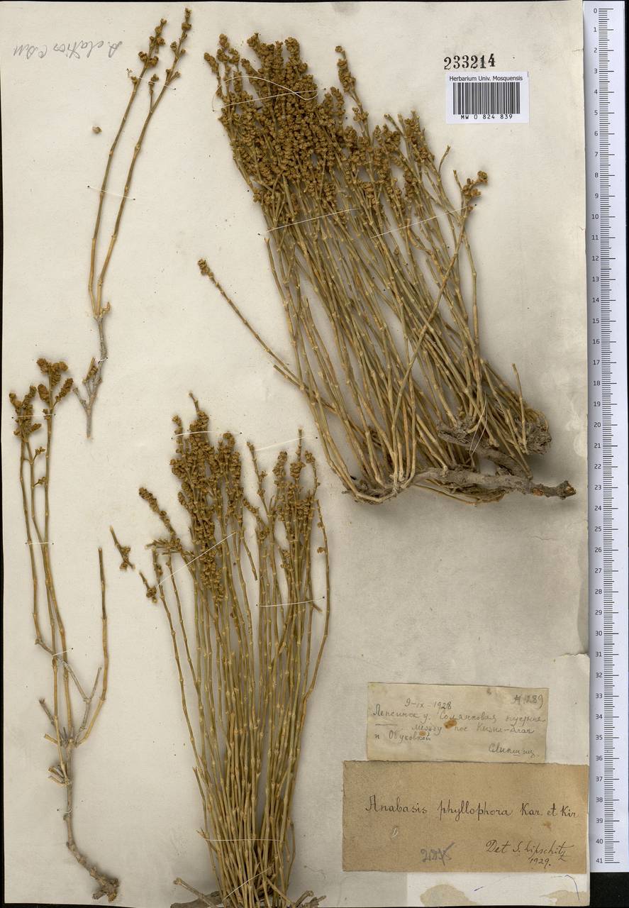 Anabasis elatior (C. A. Mey.) Schischk., Middle Asia, Muyunkumy, Balkhash & Betpak-Dala (M9) (Kazakhstan)
