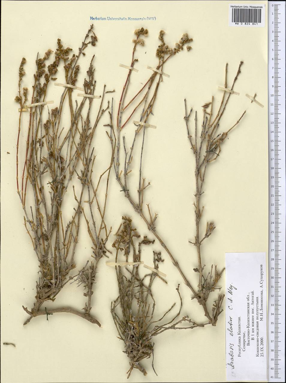 Anabasis elatior (C. A. Mey.) Schischk., Middle Asia, Muyunkumy, Balkhash & Betpak-Dala (M9) (Kazakhstan)