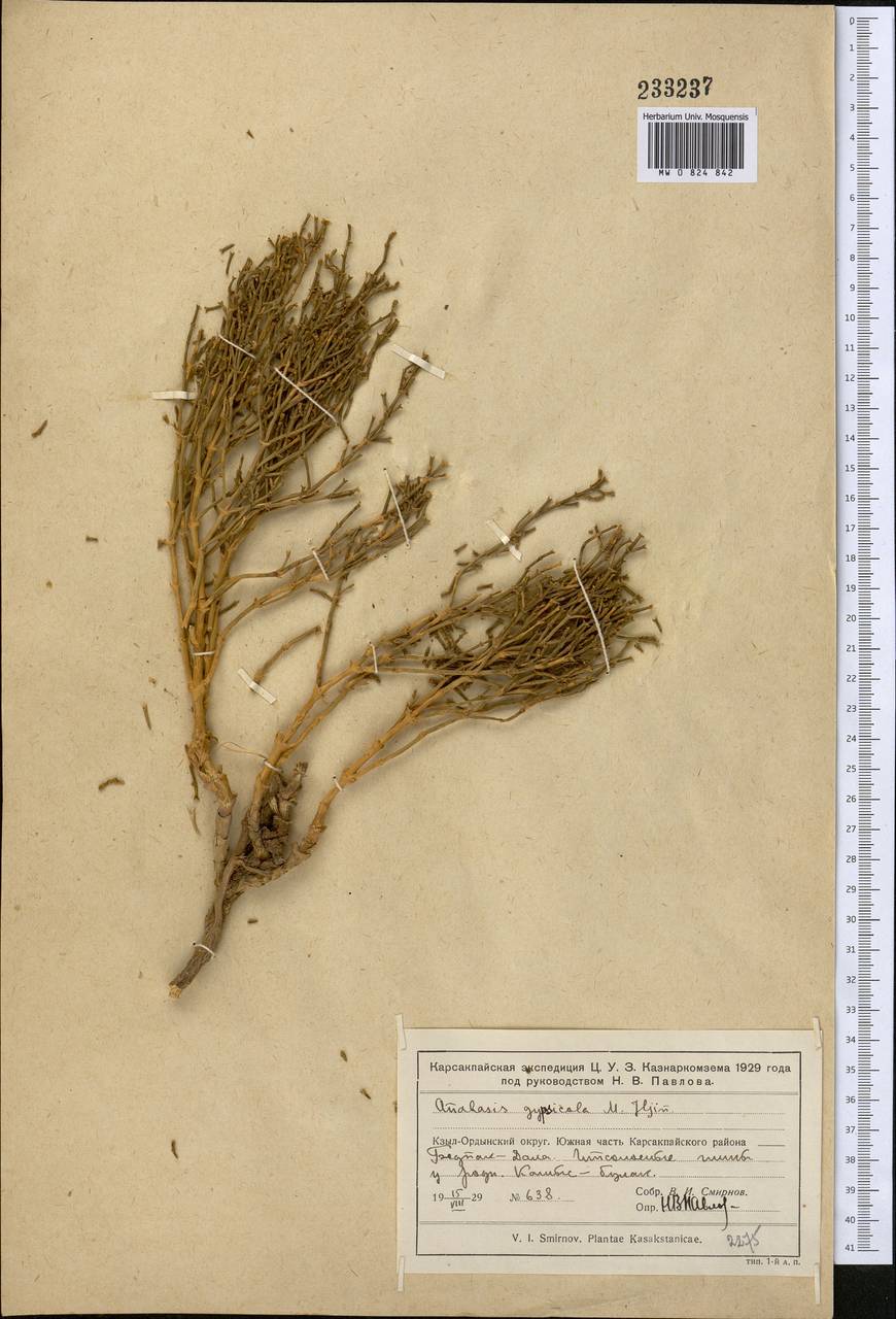 Anabasis elatior (C. A. Mey.) Schischk., Middle Asia, Muyunkumy, Balkhash & Betpak-Dala (M9) (Kazakhstan)