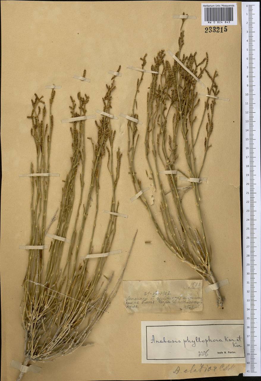 Anabasis elatior (C. A. Mey.) Schischk., Middle Asia, Muyunkumy, Balkhash & Betpak-Dala (M9) (Kazakhstan)