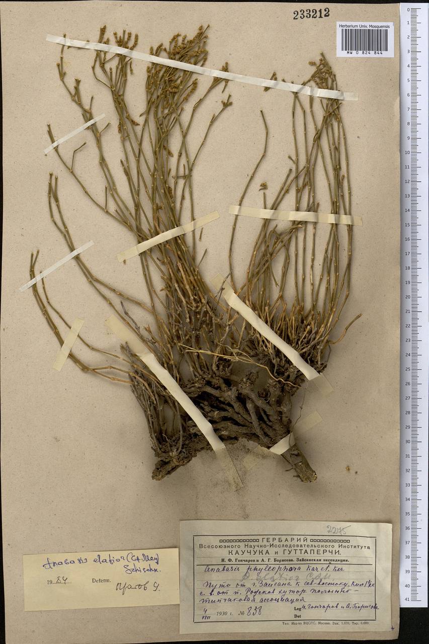 Anabasis elatior (C. A. Mey.) Schischk., Middle Asia, Muyunkumy, Balkhash & Betpak-Dala (M9) (Kazakhstan)