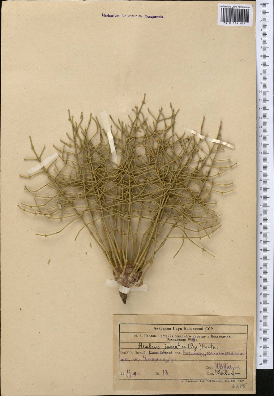 Anabasis jaxartica (Bunge) Benth. ex Iljin, Middle Asia, Western Tian Shan & Karatau (M3) (Kazakhstan)