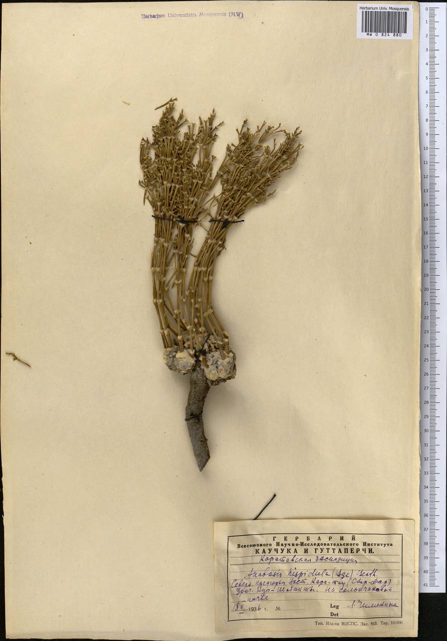 Anabasis jaxartica (Bunge) Benth. ex Iljin, Middle Asia, Western Tian Shan & Karatau (M3) (Kazakhstan)