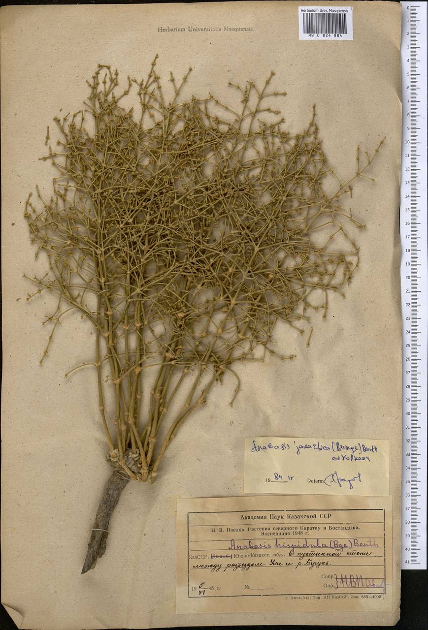 Anabasis jaxartica (Bunge) Benth. ex Iljin, Middle Asia, Syr-Darian deserts & Kyzylkum (M7) (Kazakhstan)