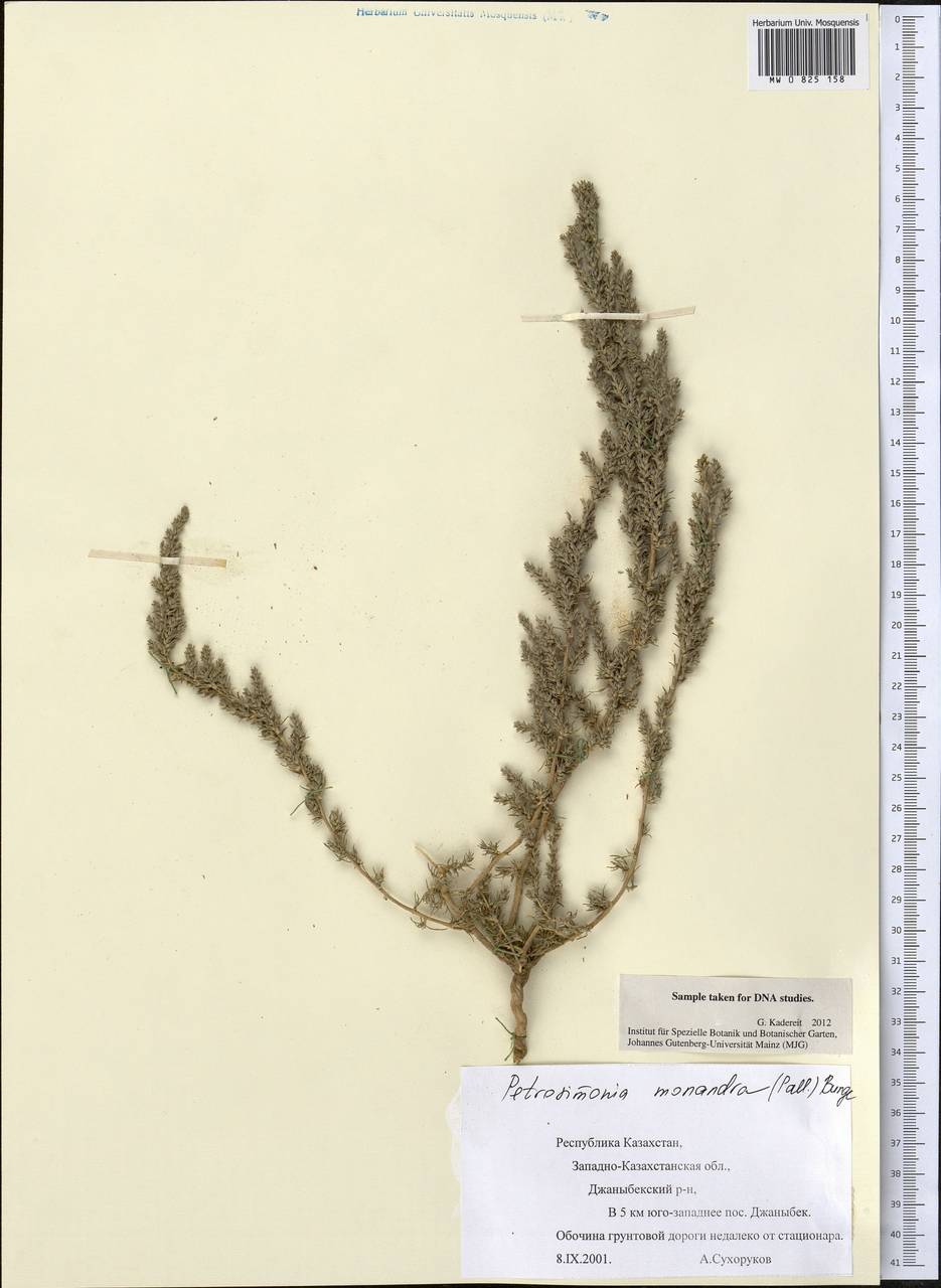 Petrosimonia monandra (Pall.) Bunge, Middle Asia, Caspian Ustyurt & Northern Aralia (M8) (Kazakhstan)