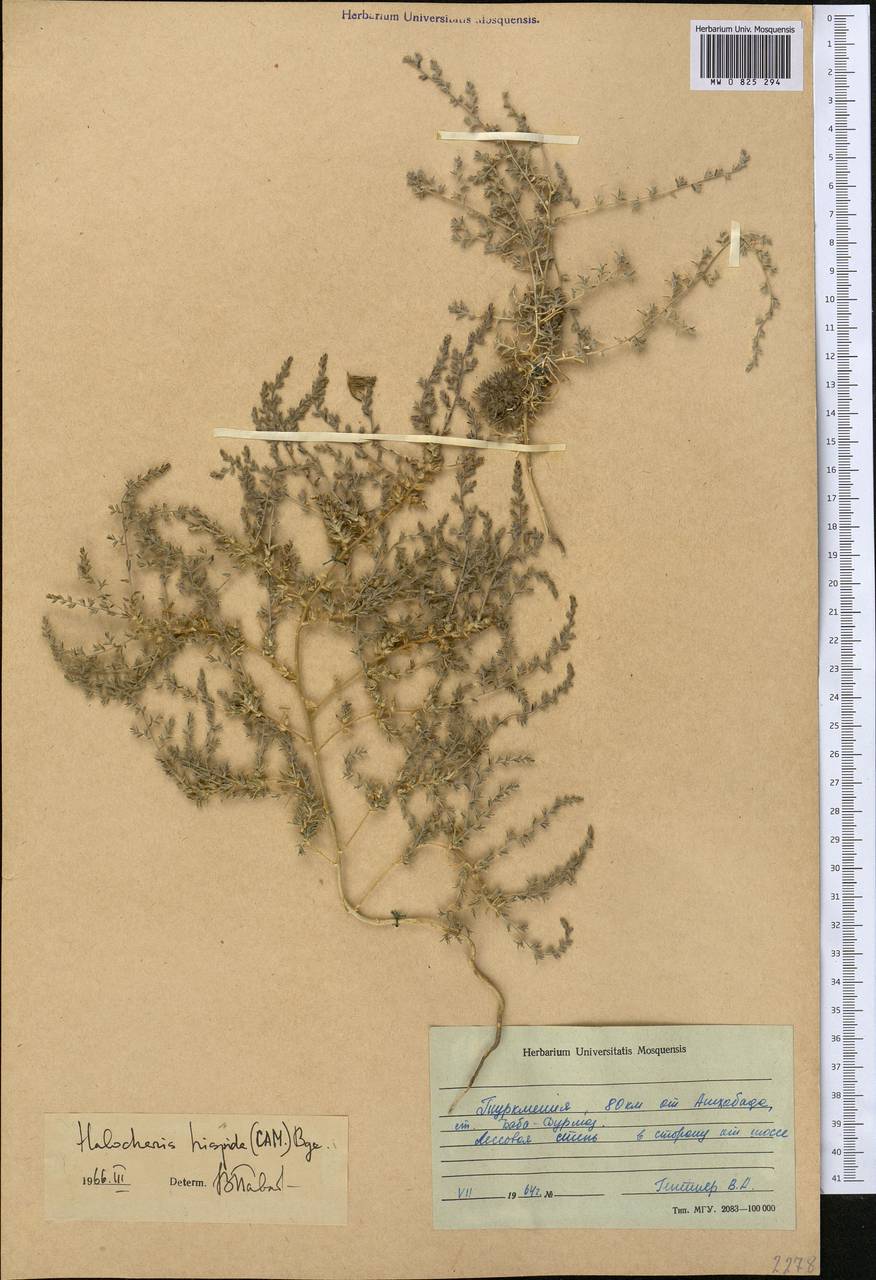 Halocharis hispida (Schrenk) Bunge, Middle Asia, Karakum (M6) (Turkmenistan)