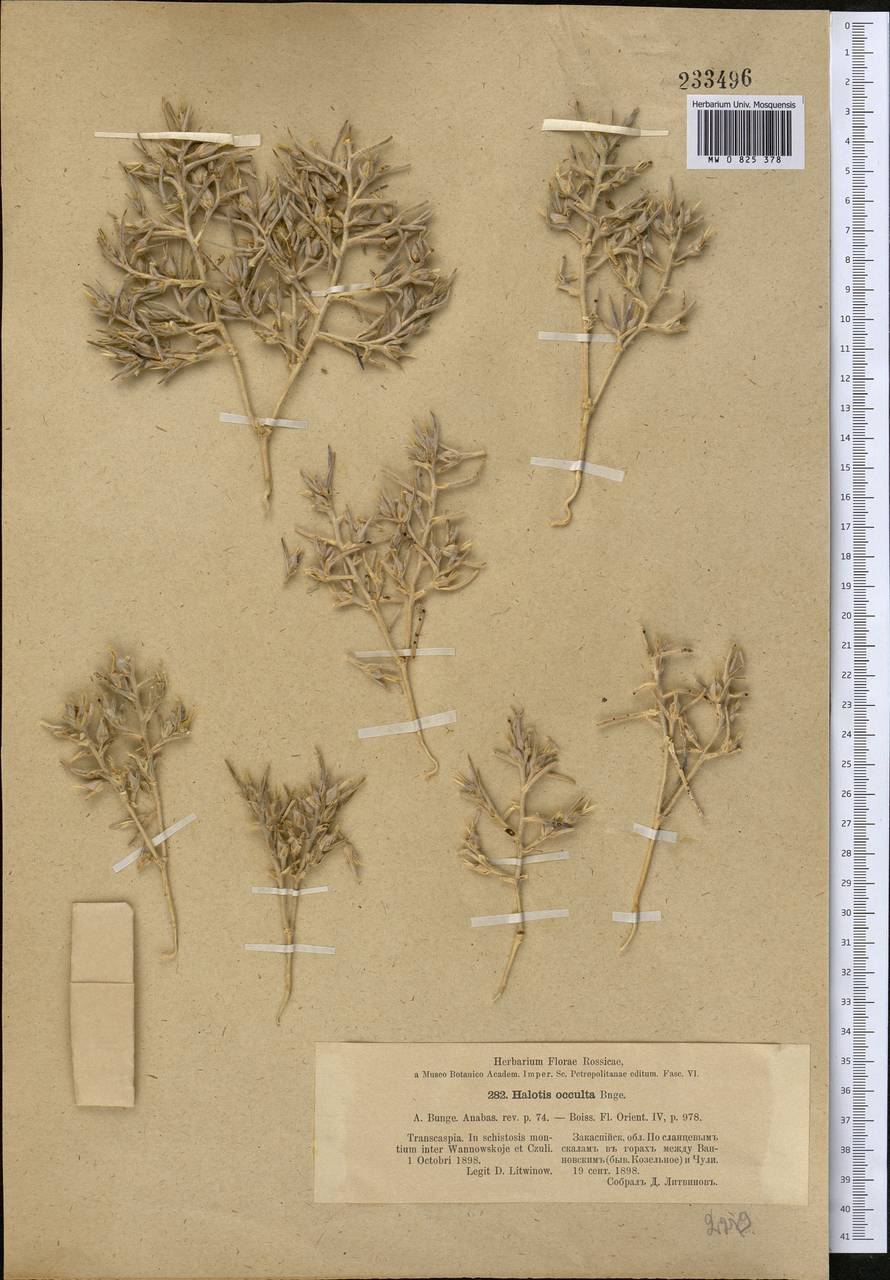 Halimocnemis pilifera Moq., Middle Asia, Karakum (M6) (Turkmenistan)