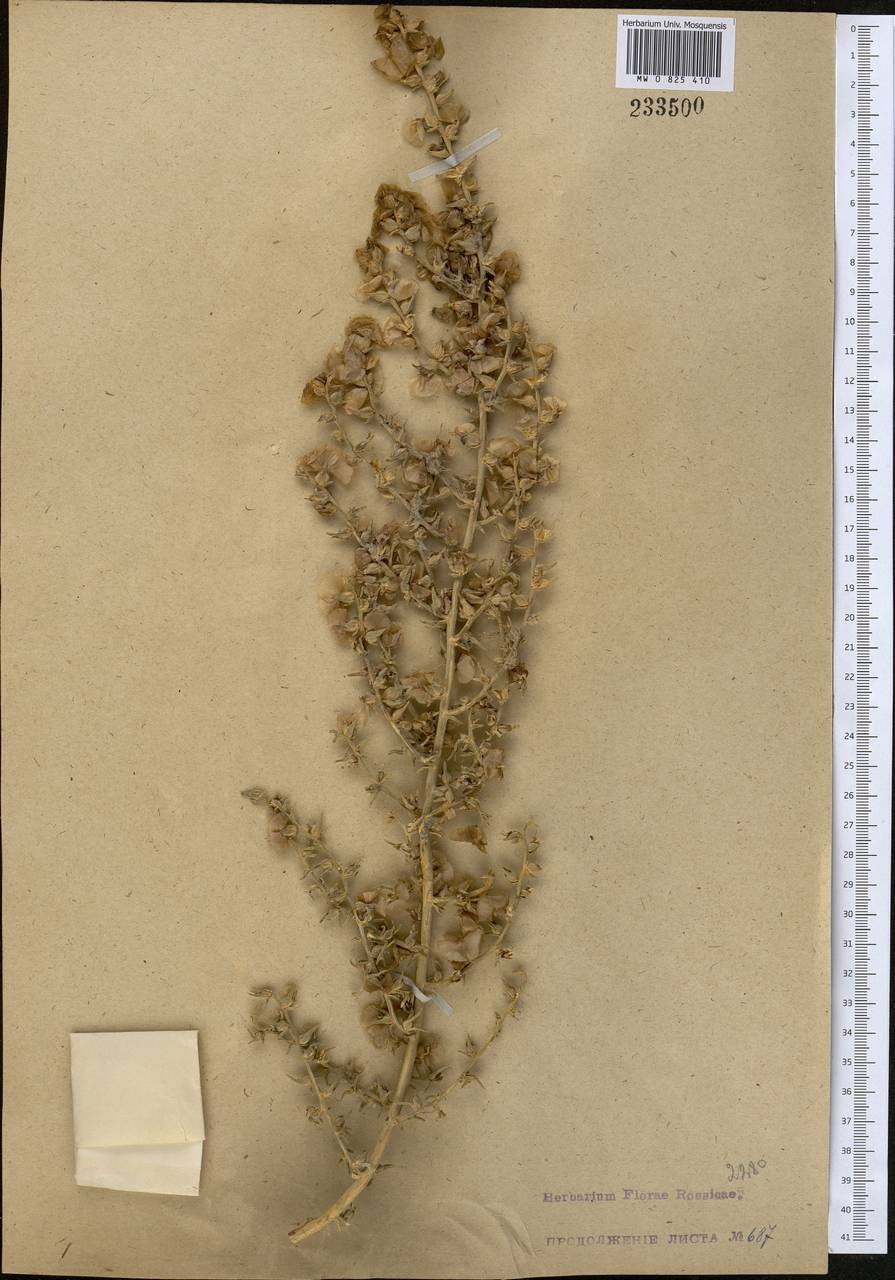 Piptoptera turkestana Bunge, Middle Asia, Syr-Darian deserts & Kyzylkum (M7)