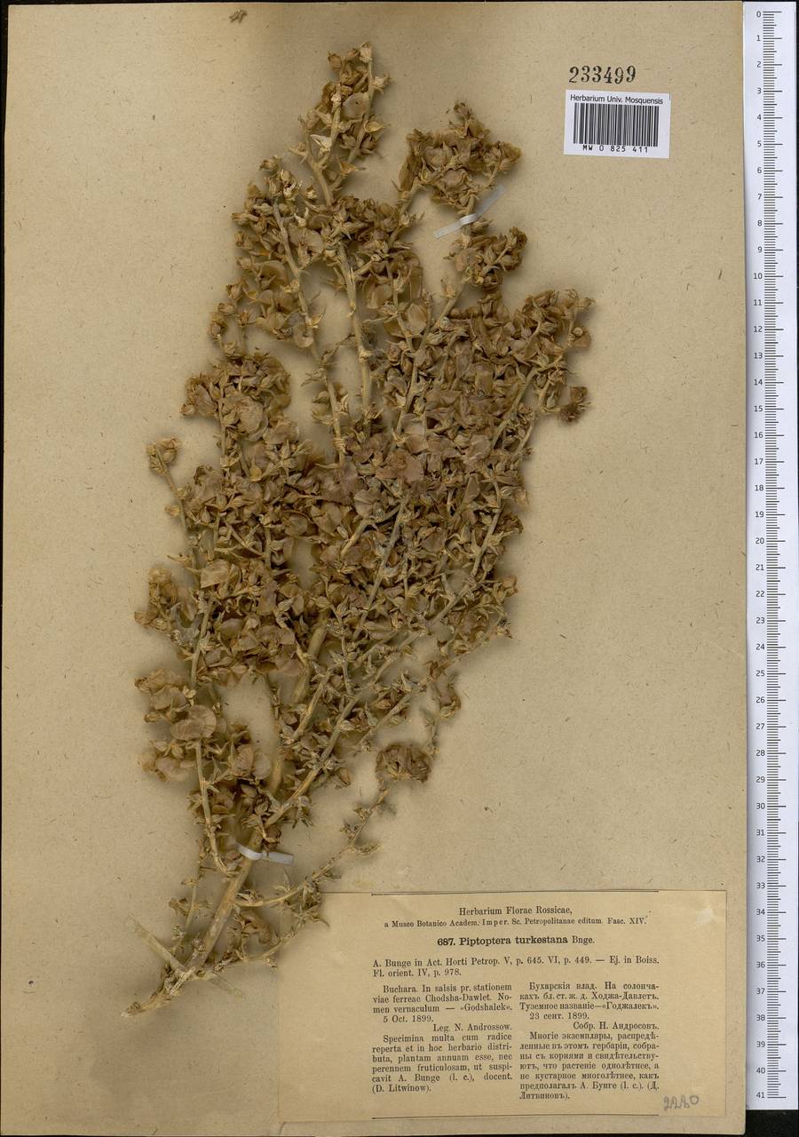 Piptoptera turkestana Bunge, Middle Asia, Syr-Darian deserts & Kyzylkum (M7) (Kazakhstan)