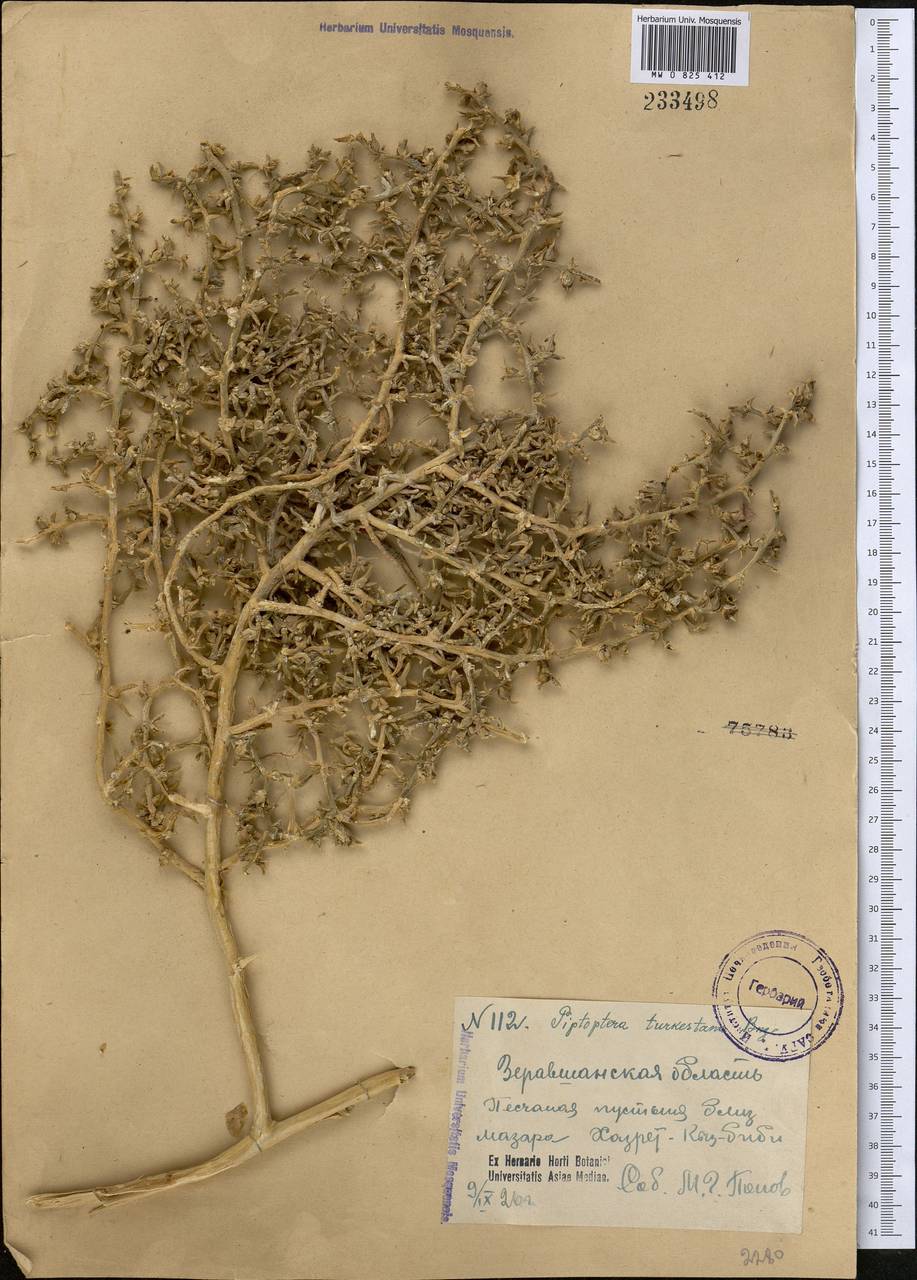 Piptoptera turkestana Bunge, Middle Asia, Syr-Darian deserts & Kyzylkum (M7)