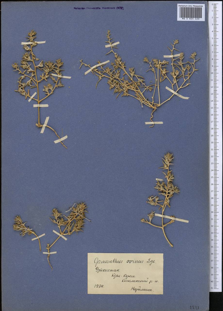 Halimocnemis commixtus (Bunge) Akhani, Middle Asia, Syr-Darian deserts & Kyzylkum (M7) (Uzbekistan)