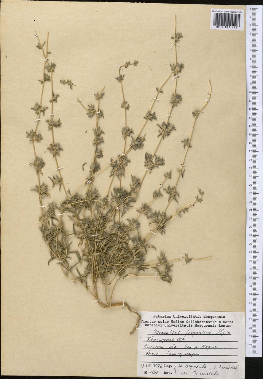 Halimocnemis ferganica (Iljin) Akhani, Middle Asia, Western Tian Shan & Karatau (M3) (Kyrgyzstan)