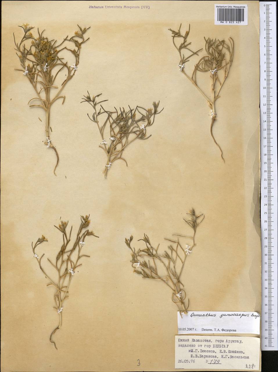 Halimocnemis gamocarpa Moq., Middle Asia, Western Tian Shan & Karatau (M3) (Kazakhstan)