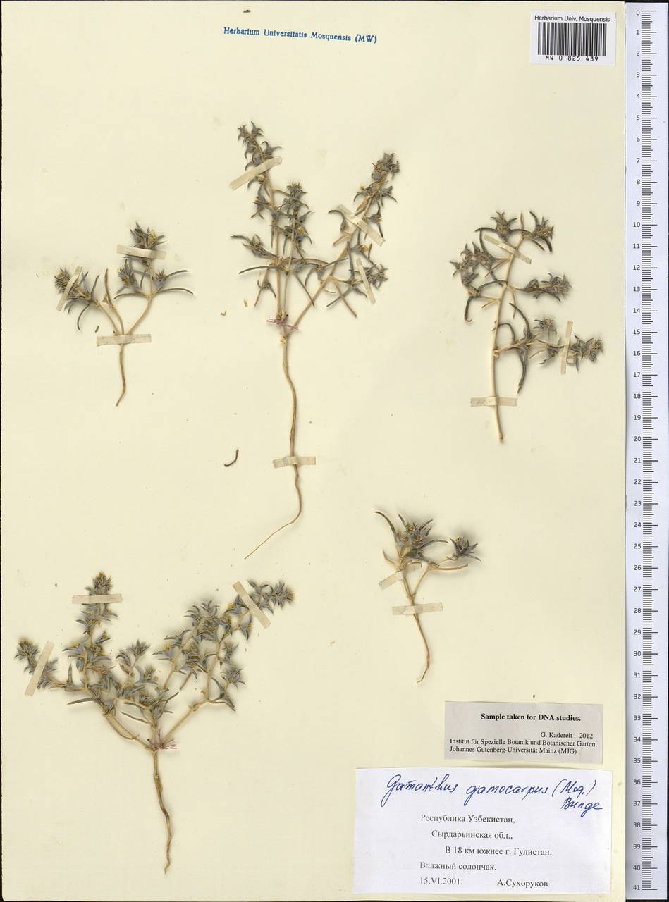 Halimocnemis gamocarpa Moq., Middle Asia, Syr-Darian deserts & Kyzylkum (M7) (Uzbekistan)