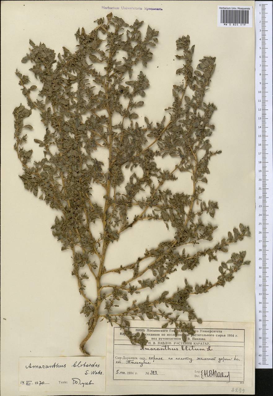 Amaranthus blitoides S. Watson, Middle Asia, Western Tian Shan & Karatau (M3) (Kazakhstan)