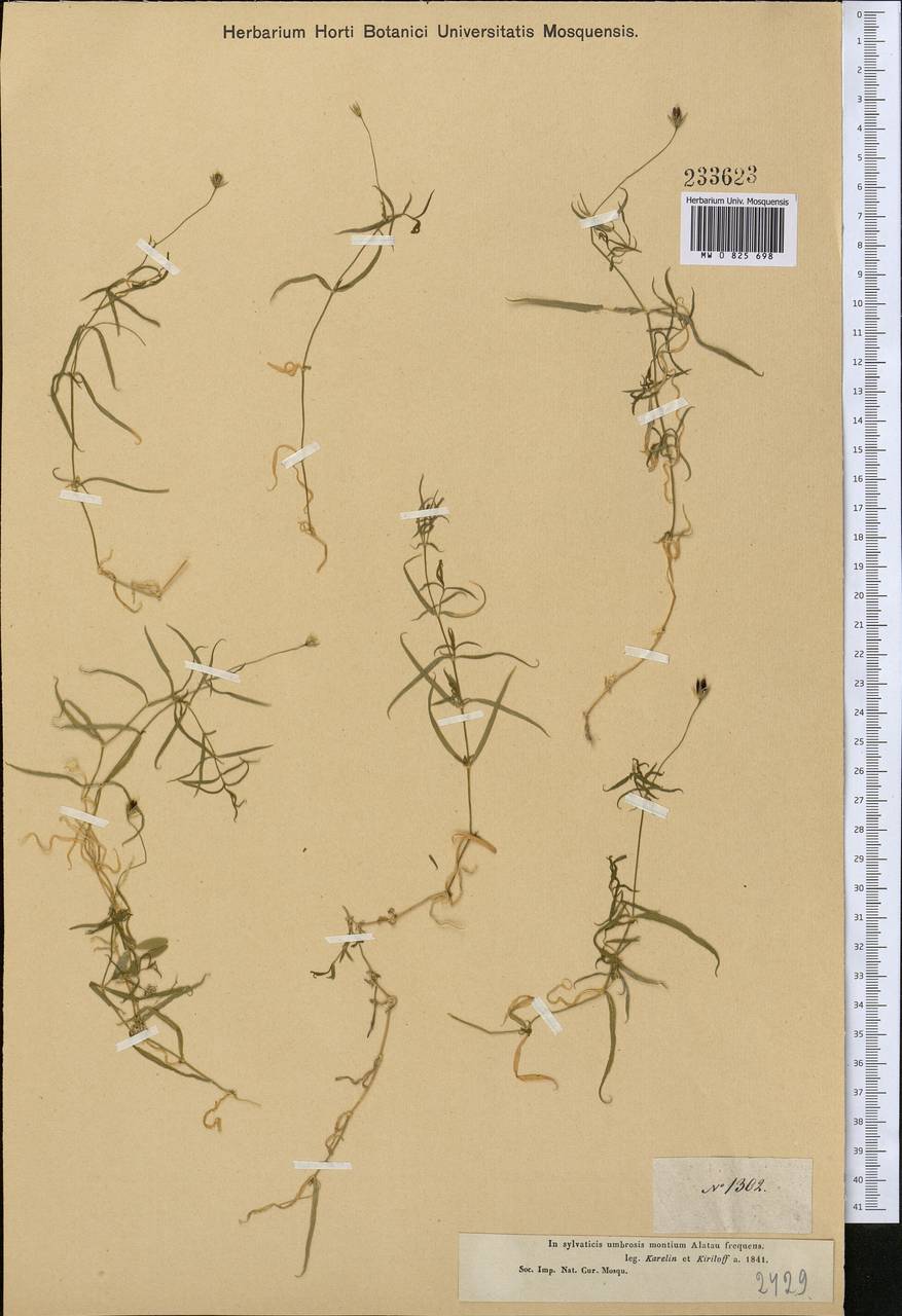 Stellaria peduncularis Bunge, Middle Asia, Dzungarian Alatau & Tarbagatai (M5) (Kazakhstan)