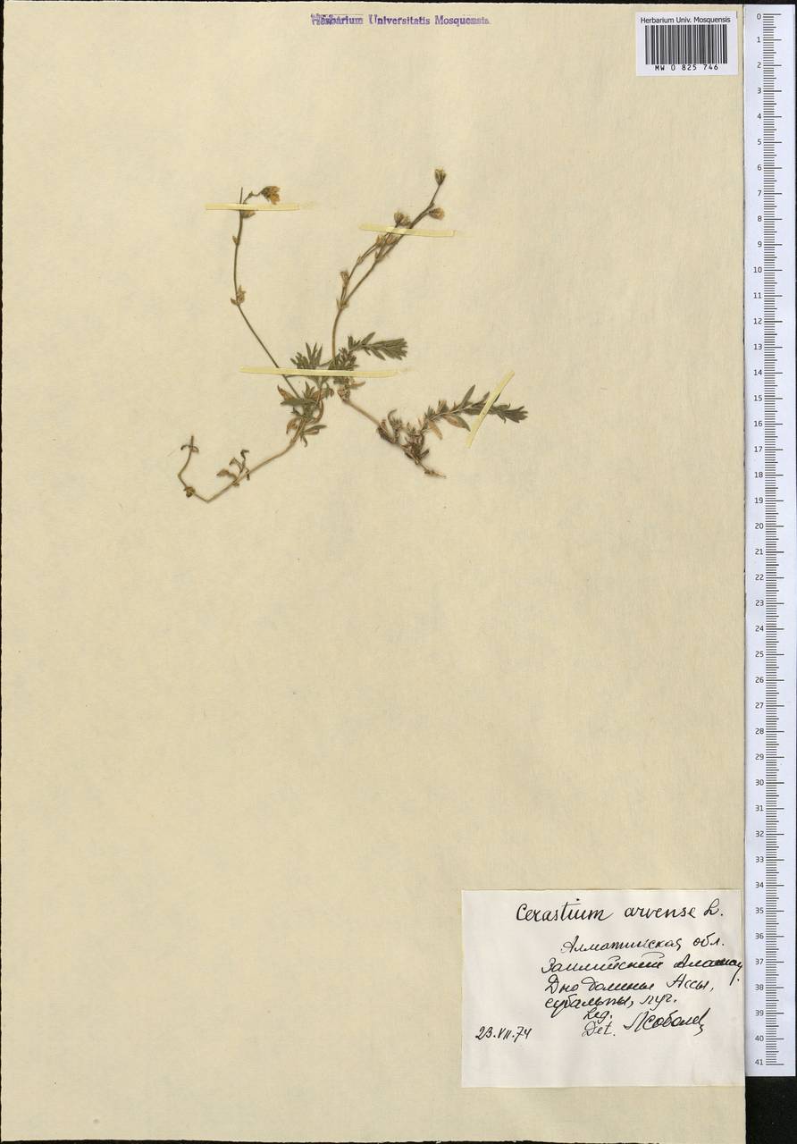 Cerastium arvense, Middle Asia, Northern & Central Tian Shan (M4) (Kazakhstan)