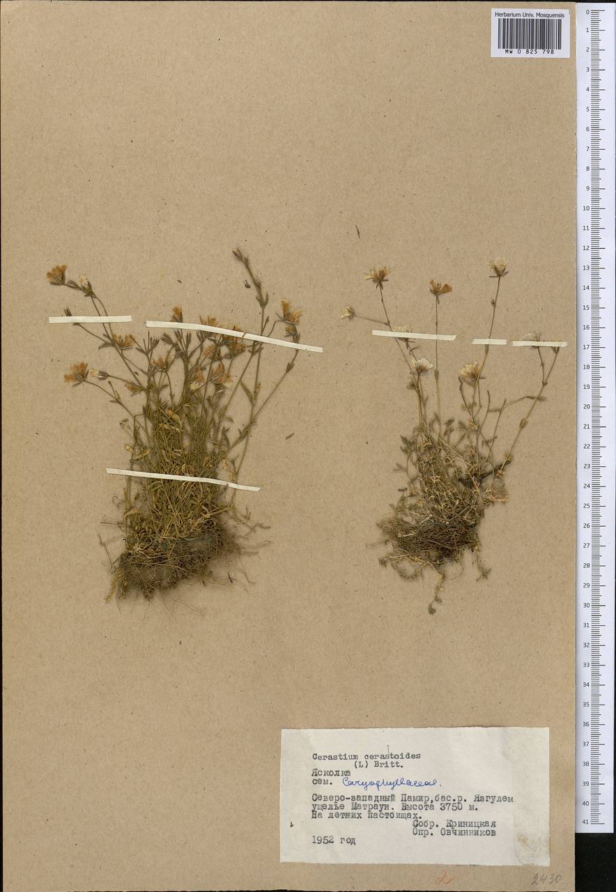 Dichodon cerastoides (L.) Rchb., Middle Asia, Pamir & Pamiro-Alai (M2) (Tajikistan)