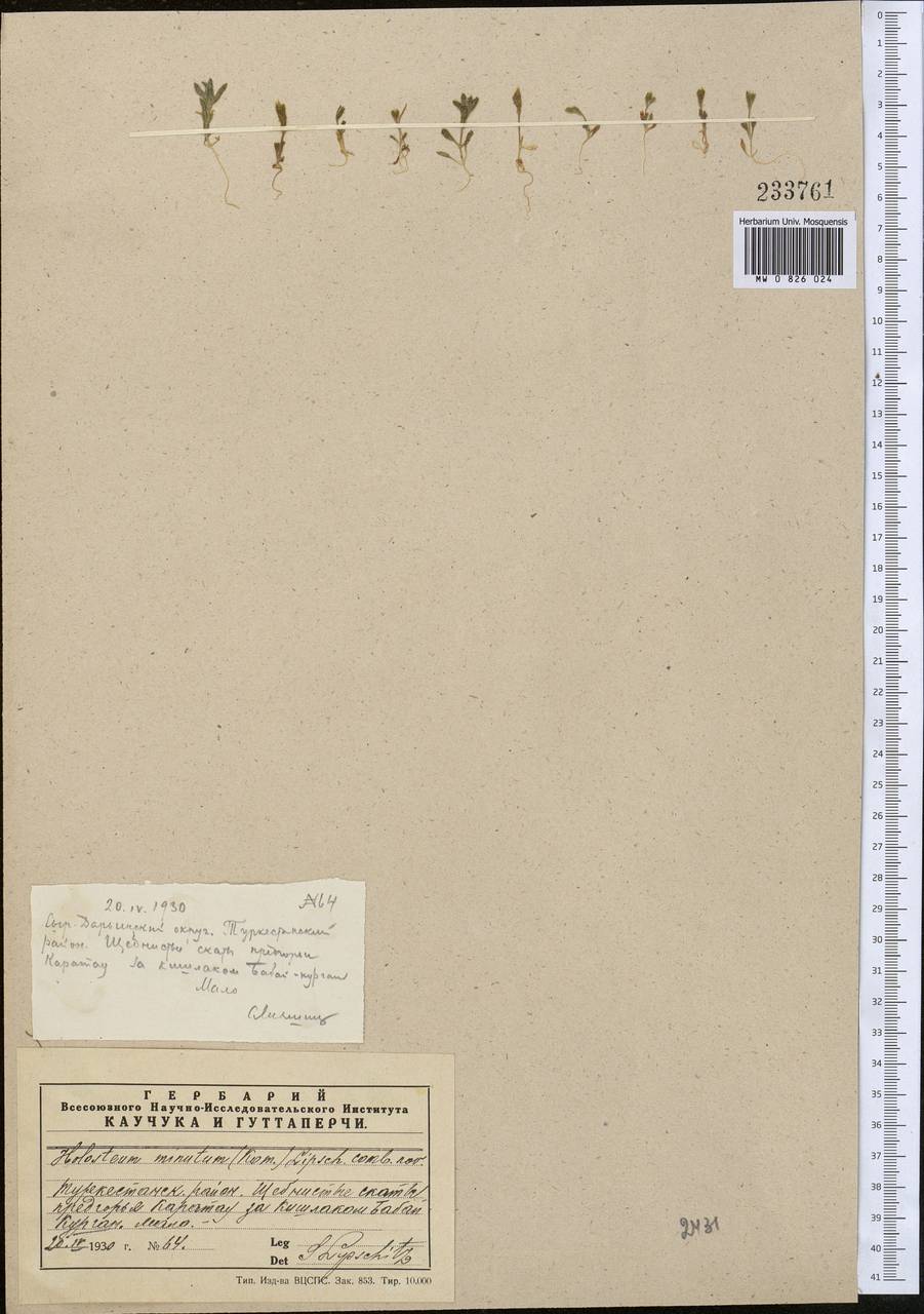 Holosteum glutinosum (M. Bieb.) Fisch. & C. A. Mey., Middle Asia, Western Tian Shan & Karatau (M3) (Kazakhstan)