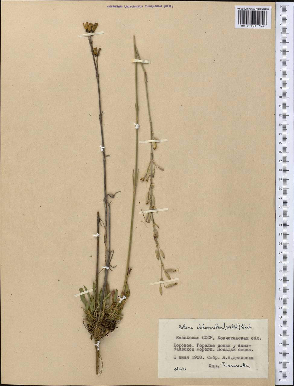 Silene chlorantha (Willd.) Ehrh., Middle Asia, Northern & Central Kazakhstan (M10) (Kazakhstan)