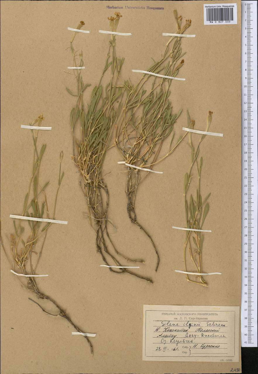 Silene, Middle Asia, Western Tian Shan & Karatau (M3) (Kazakhstan)