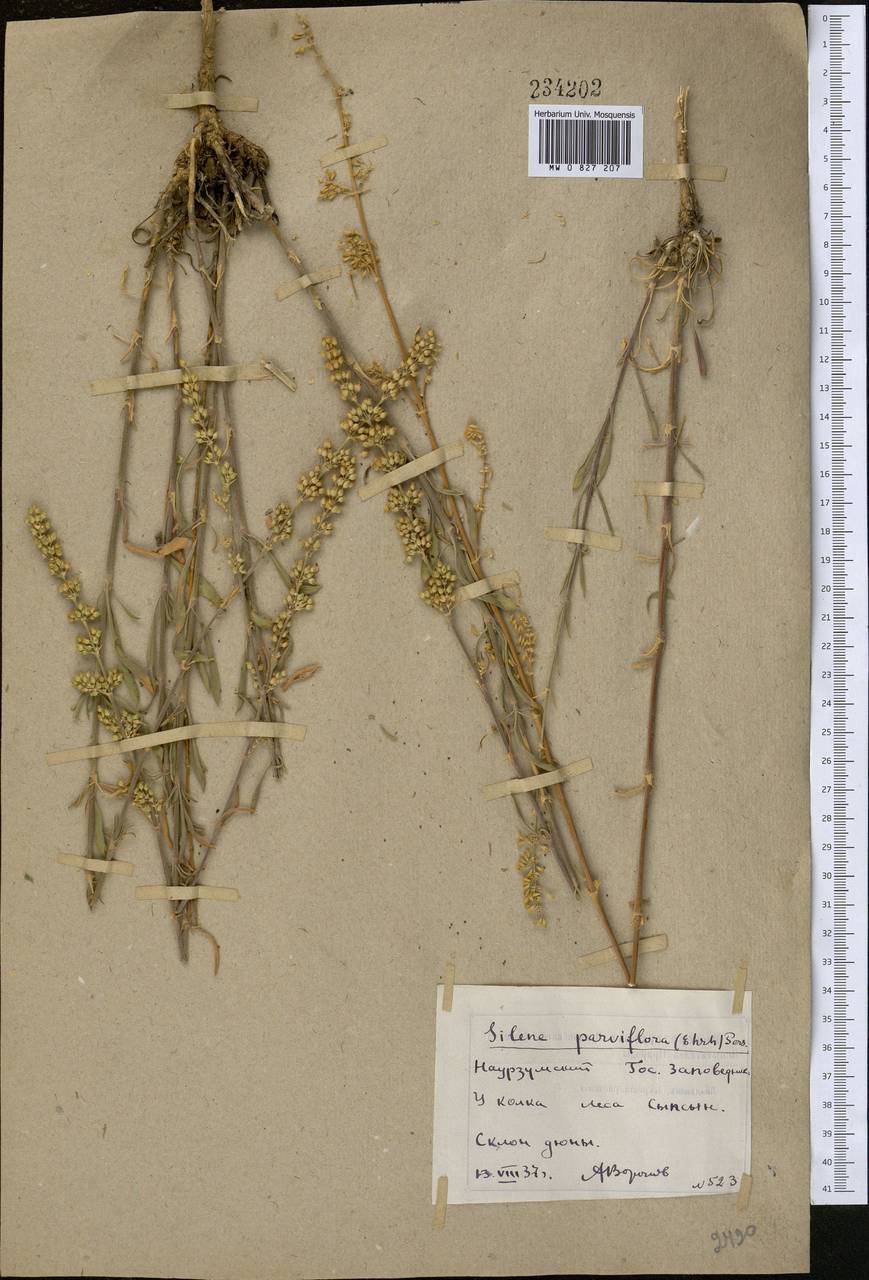 Silene borysthenica (Gruner) Walters, Middle Asia, Northern & Central Kazakhstan (M10) (Kazakhstan)