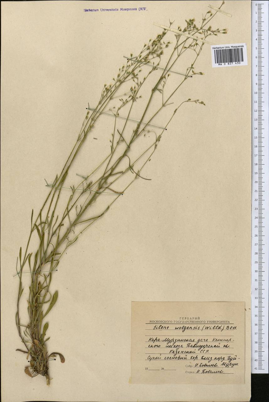 Silene wolgensis (Hornem.) Otth, Middle Asia, Northern & Central Kazakhstan (M10) (Kazakhstan)
