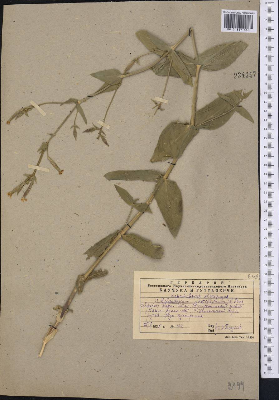 Silene noctiflora L., Middle Asia, Western Tian Shan & Karatau (M3) (Kazakhstan)