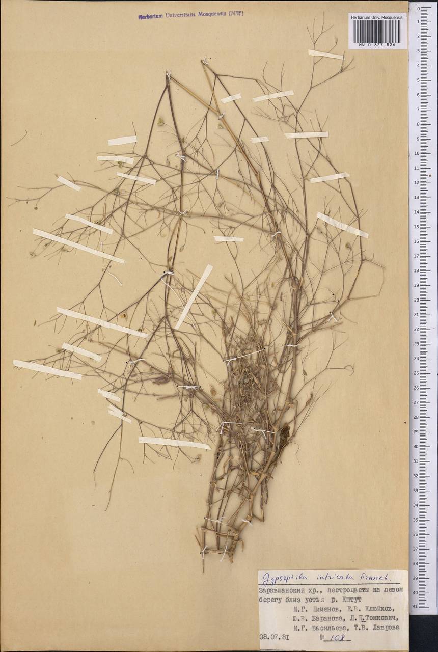 Gypsophila intricata Franch., Middle Asia, Pamir & Pamiro-Alai (M2) (Tajikistan)