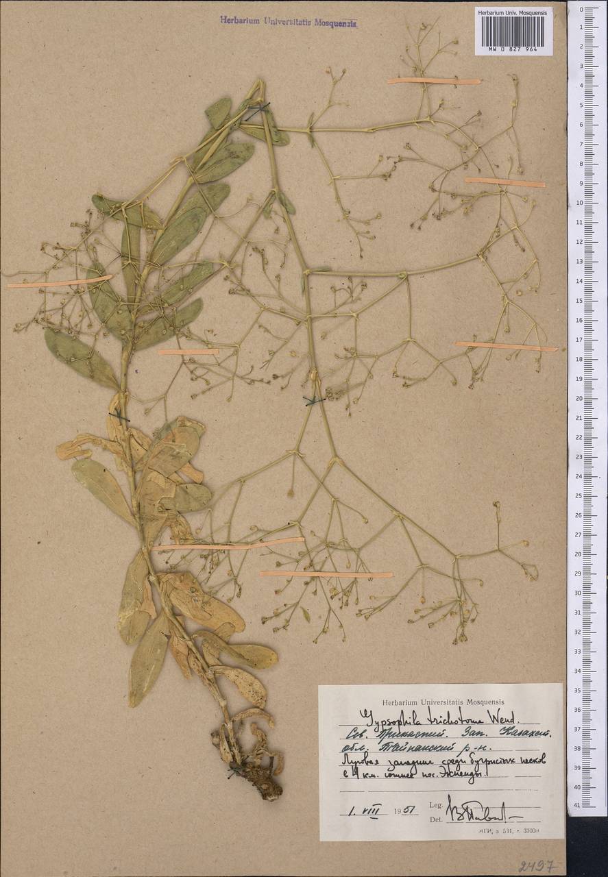 Gypsophila perfoliata L., Middle Asia, Caspian Ustyurt & Northern Aralia (M8) (Kazakhstan)
