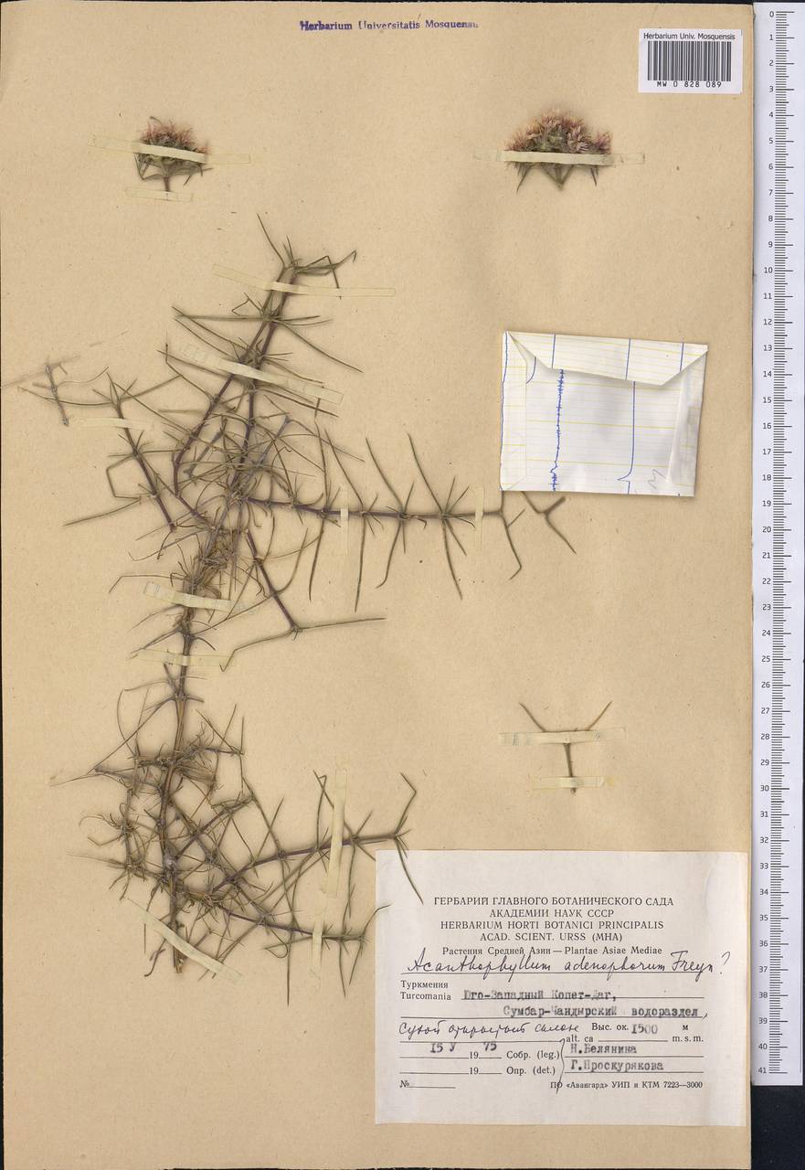 Acanthophyllum adenophorum Freyn, Middle Asia, Kopet Dag, Badkhyz, Small & Great Balkhan (M1) (Turkmenistan)