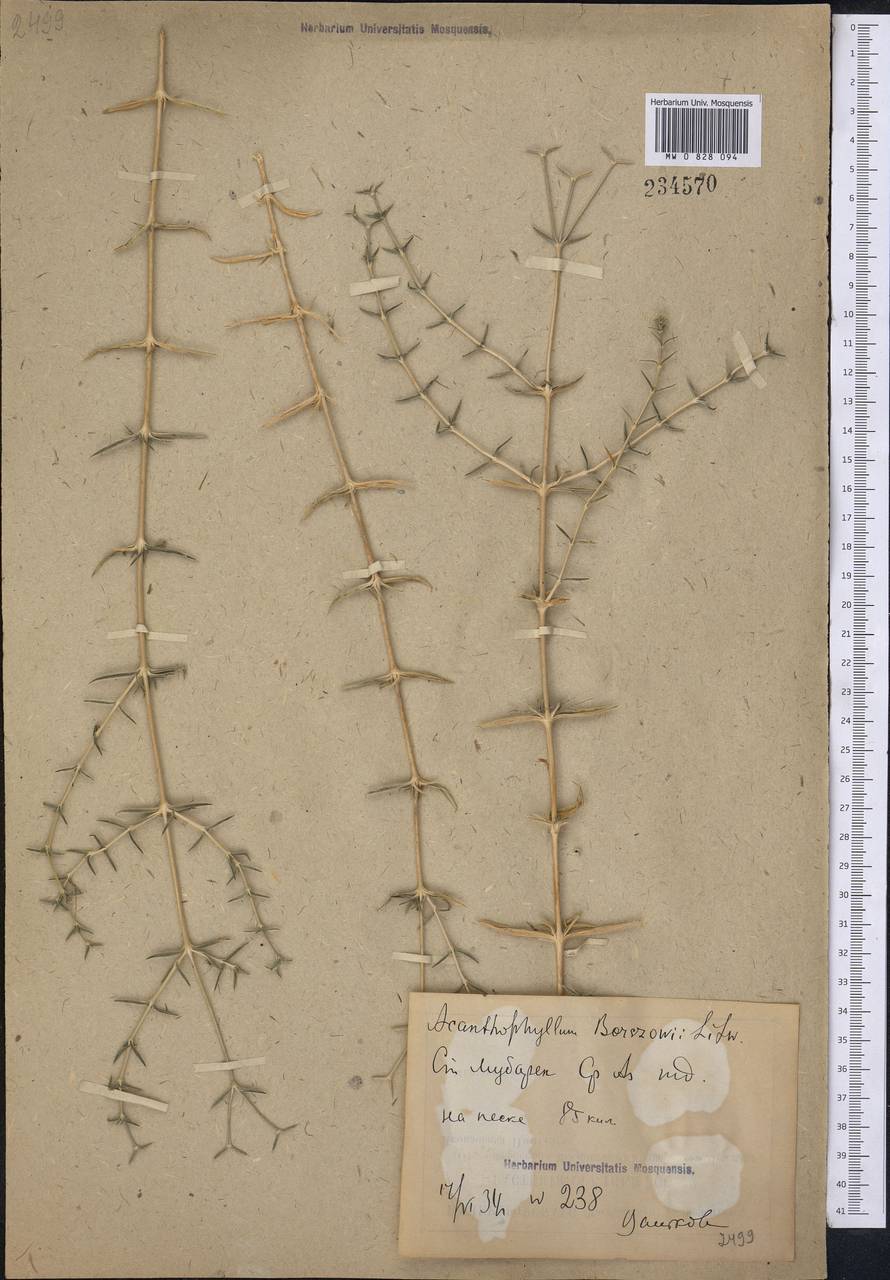 Acanthophyllum borsczowii Litw., Middle Asia, Syr-Darian deserts & Kyzylkum (M7) (Uzbekistan)
