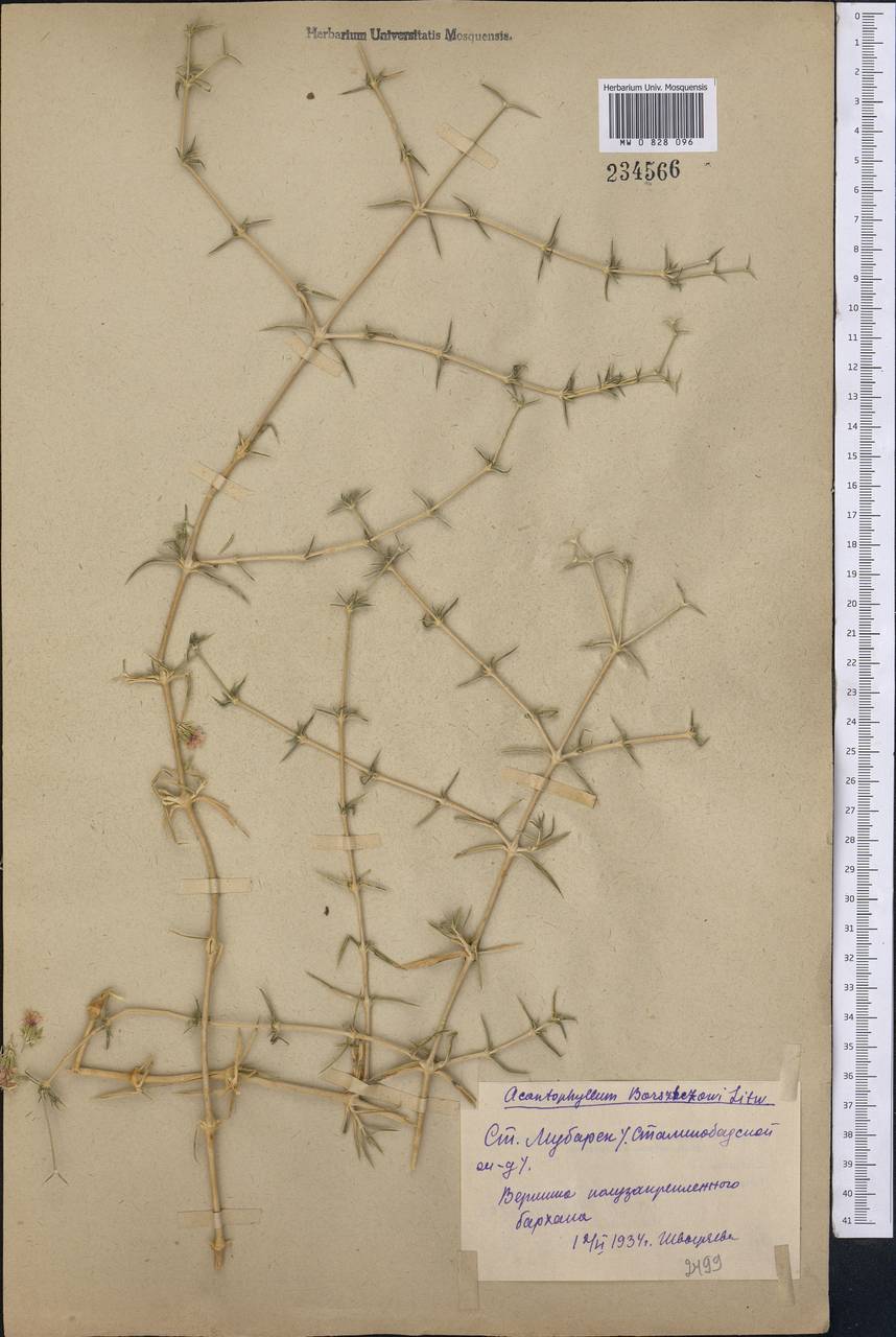 Acanthophyllum borsczowii Litw., Middle Asia, Syr-Darian deserts & Kyzylkum (M7) (Uzbekistan)