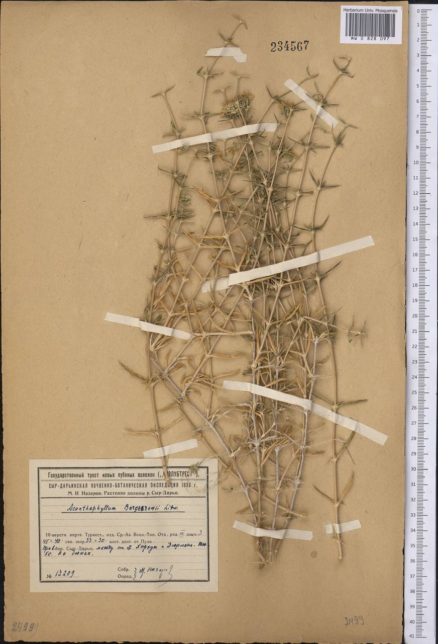 Acanthophyllum borsczowii Litw., Middle Asia, Syr-Darian deserts & Kyzylkum (M7) (Kazakhstan)