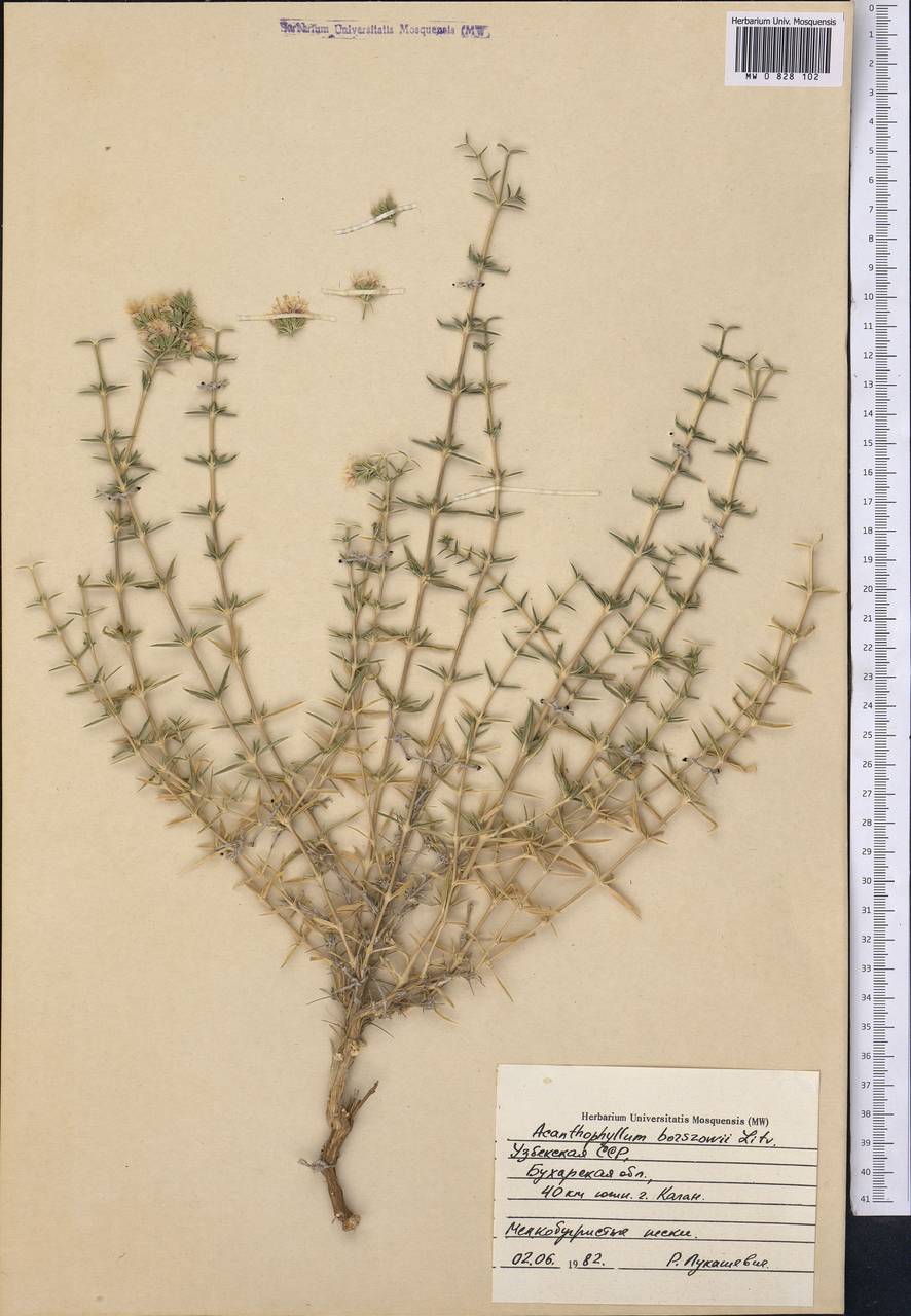 Acanthophyllum borsczowii Litw., Middle Asia, Syr-Darian deserts & Kyzylkum (M7) (Uzbekistan)