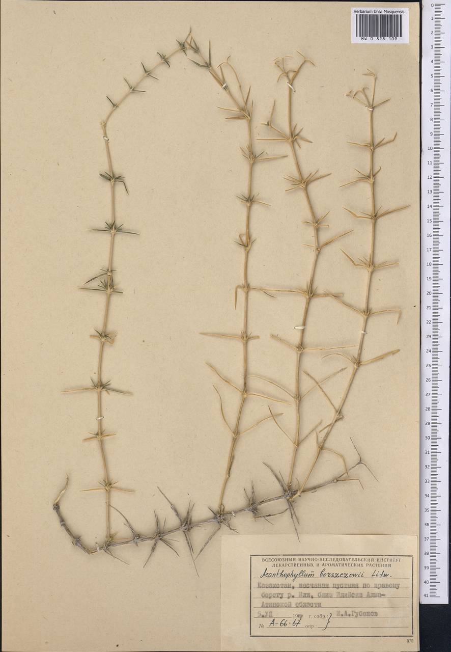 Acanthophyllum borsczowii Litw., Middle Asia, Muyunkumy, Balkhash & Betpak-Dala (M9) (Kazakhstan)