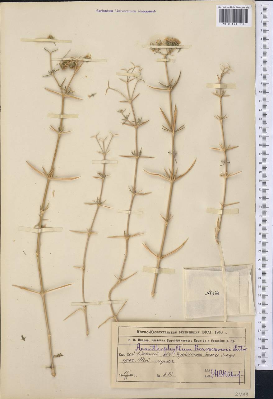 Acanthophyllum borsczowii Litv., Middle Asia, Muyunkumy, Balkhash & Betpak-Dala (M9) (Kazakhstan)
