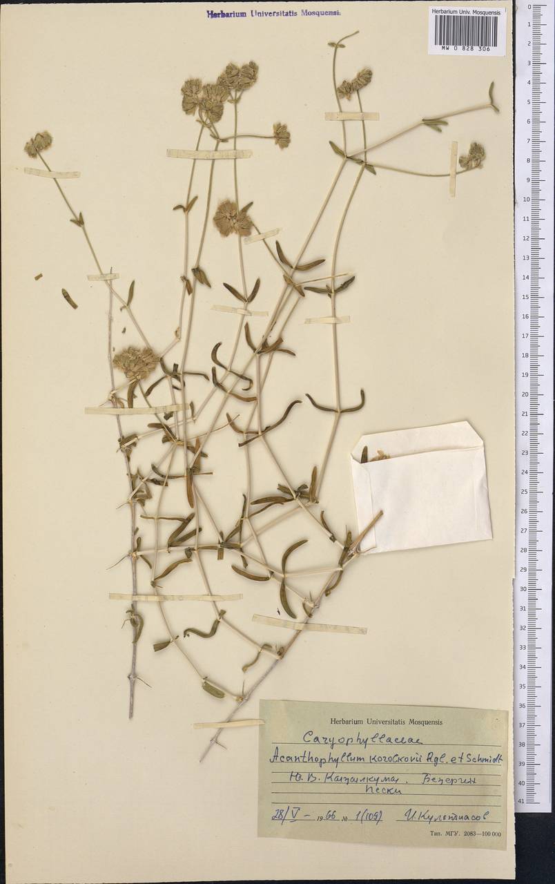 Acanthophyllum korolkowii Regel & Schmalh., Middle Asia, Syr-Darian deserts & Kyzylkum (M7) (Uzbekistan)
