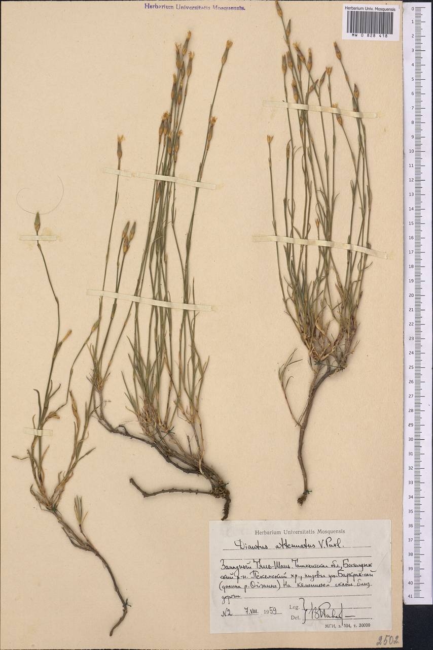 Dianthus angrenicus A.I. Vvedensky, Middle Asia, Western Tian Shan & Karatau (M3) (Uzbekistan)