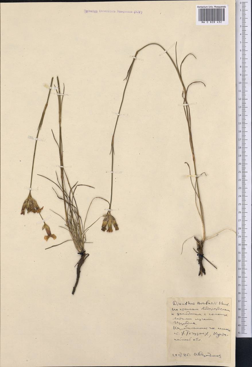 Dianthus borbasii, Middle Asia, Northern & Central Kazakhstan (M10) (Kazakhstan)