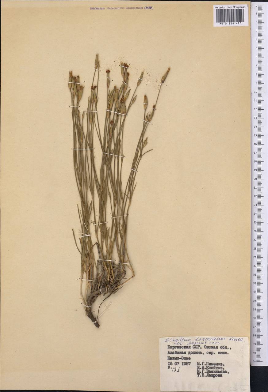 Dianthus darvazicus Lincz., Middle Asia, Pamir & Pamiro-Alai (M2) (Kyrgyzstan)