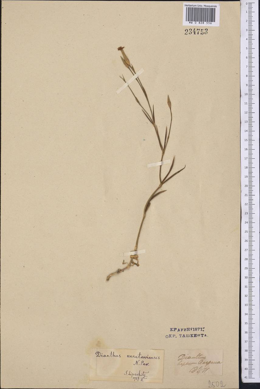 Dianthus karataviensis Pavlov, Middle Asia, Syr-Darian deserts & Kyzylkum (M7) (Uzbekistan)